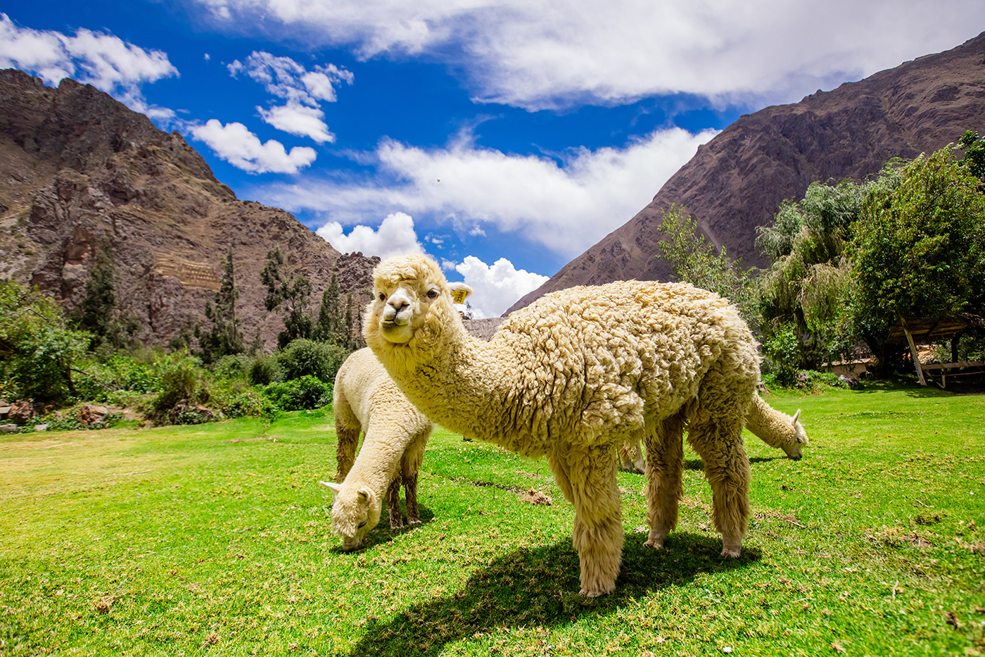 travel wonders of peru