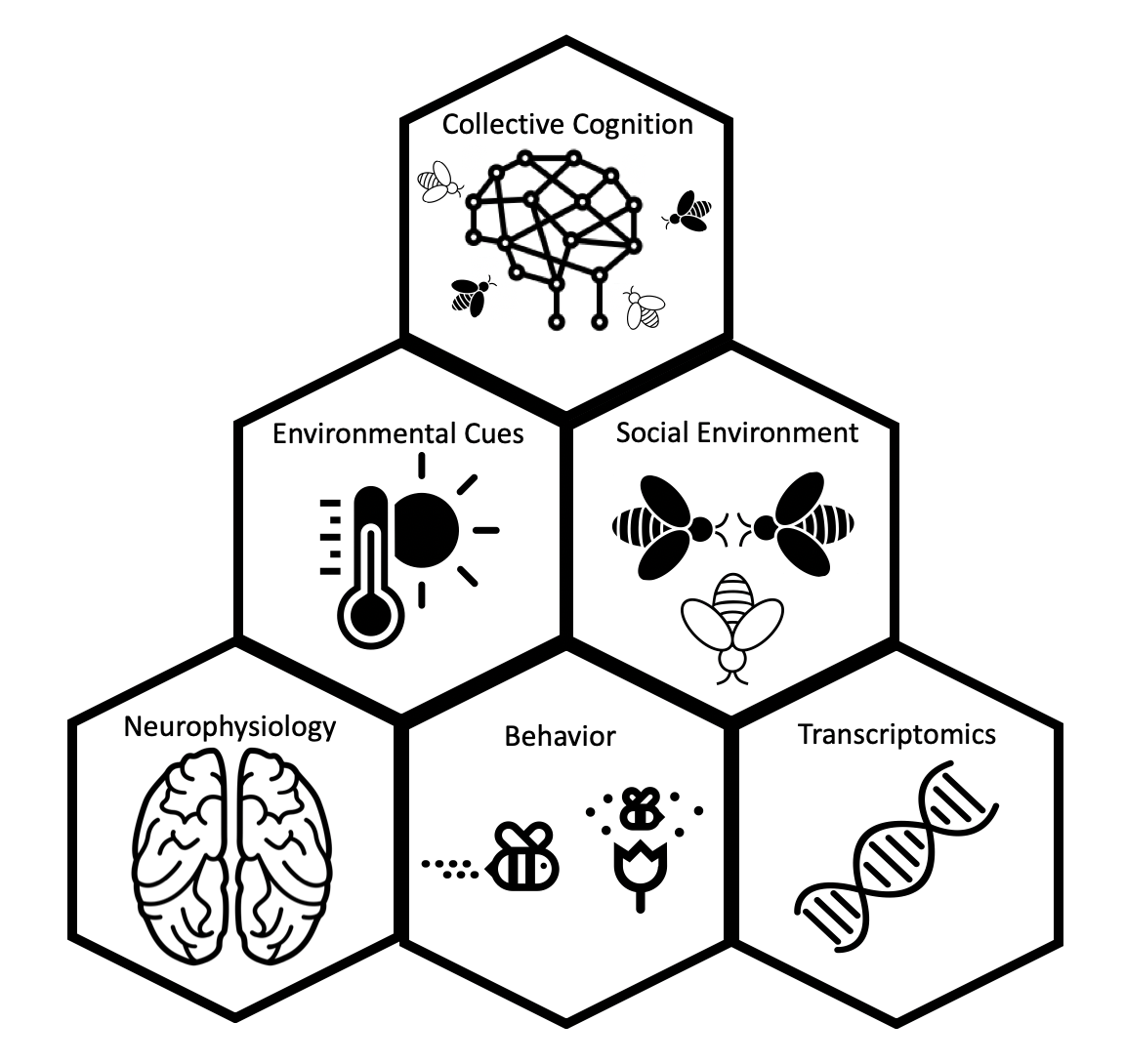 General research framework in the Cook Lab