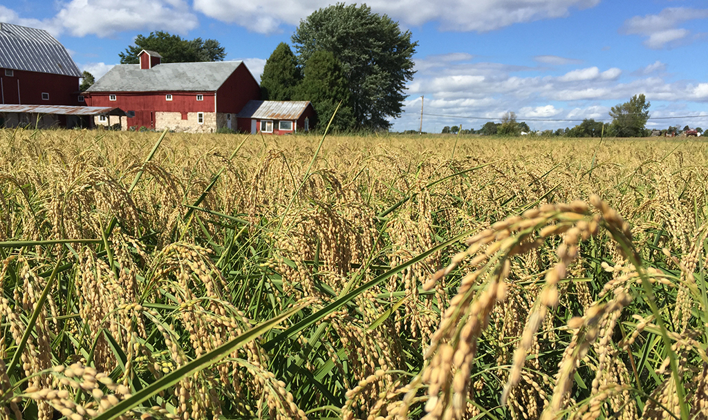 Wisconsin Rice