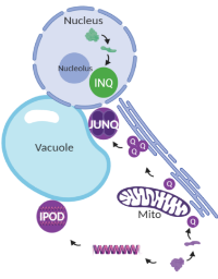 Spatial protein quality control compartments in yeast.