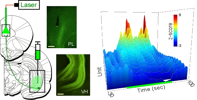 data image from twining et al, 2020