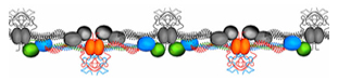 Illustration of a two stranded fibrin fibril