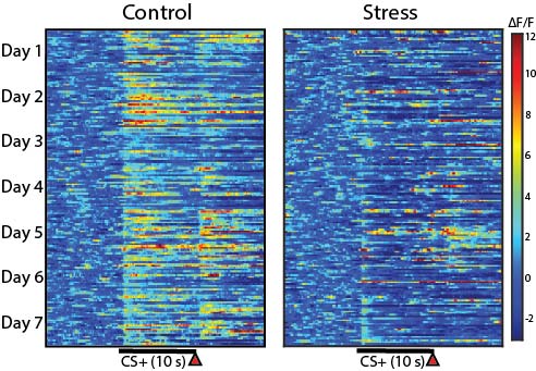 heatmap fiber photometry