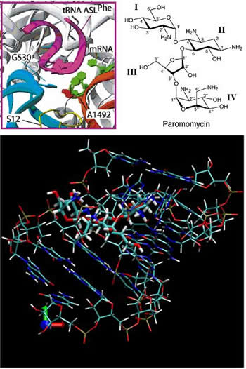 Molecular environment of the decoding center of the ribosome and computer model of paramomycin