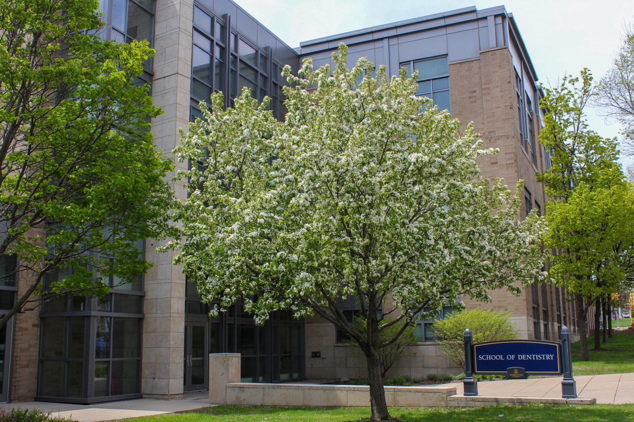 a tree in bloom outside dental school building