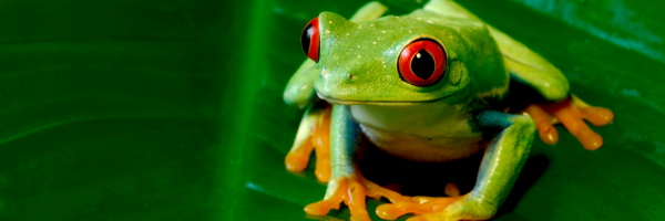 red-eyed tree frog closeup