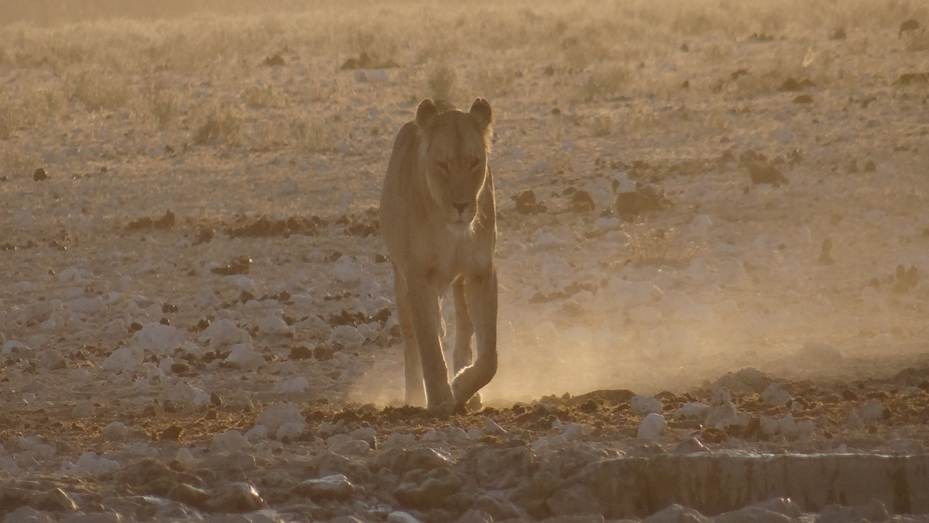 Tiger walking in south africa