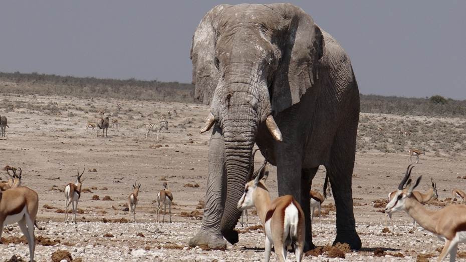 Elephant walking in south africa